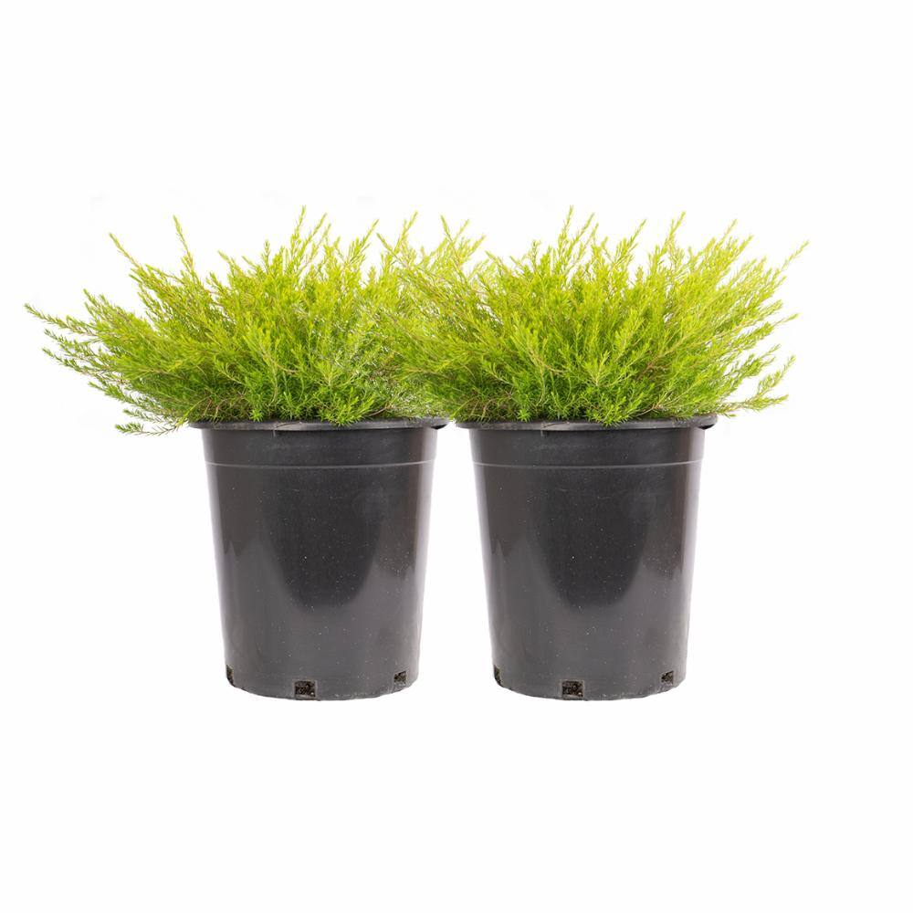 Alder  Oak #5 Container Sunset Gold Coleonema Evergreen Confetti Shrub (2-pack) DISU05