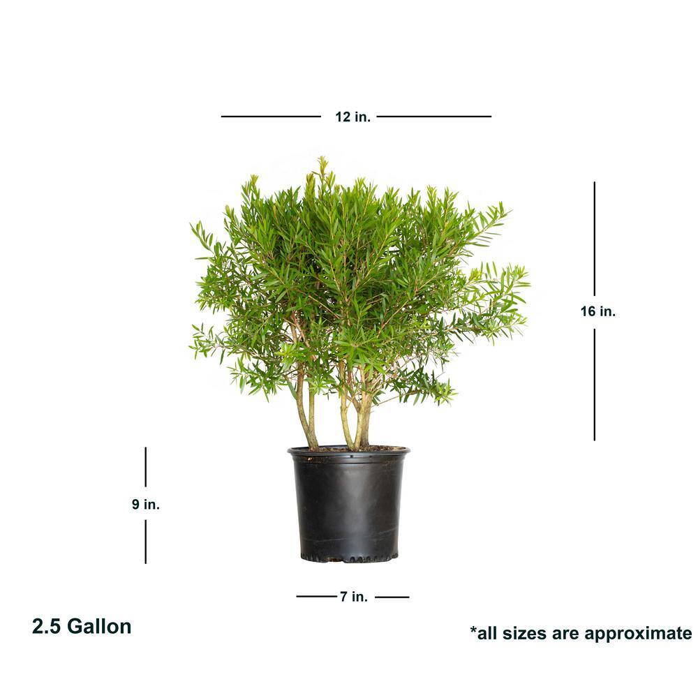 FLOWERWOOD Red Cluster Bottlebrush (Callistemon rigidus) 2.5 Gal Bottlebrush Like Flower Clusters Live Evergreen Accent Shrub 09213FL