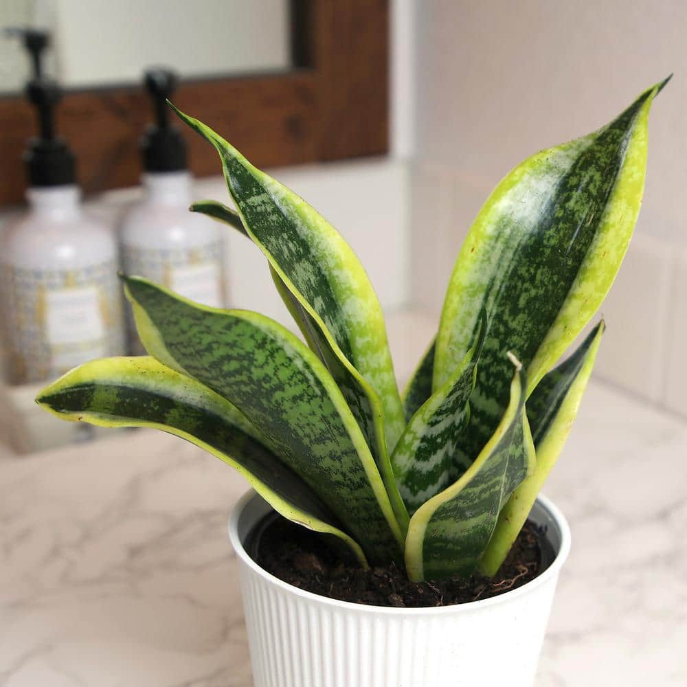 ALTMAN PLANTS Decorative Snake Plant Gift (Sansevieria Superba) in 4.25 in. White Pot 0873204