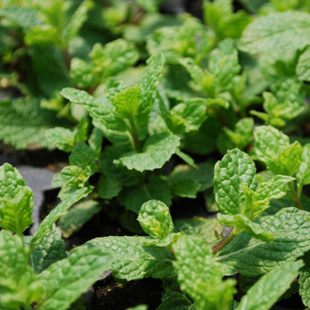 Bonnie Plants 19 oz. Sweet Mint Herb Plant 5104