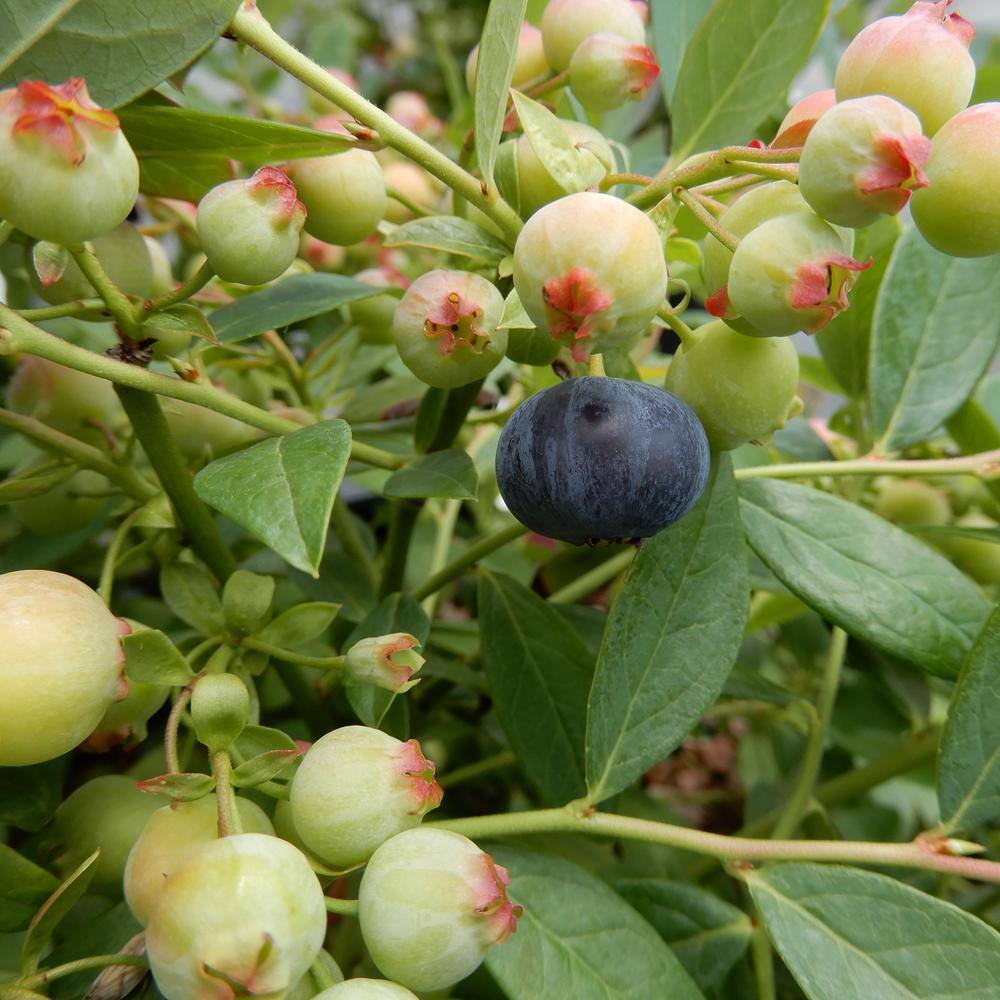 BUSHEL AND BERRY 10 in. Bushel and Berry Sapphire Cascade Fruit Bearing Potted Blueberry Plant in Hanging Basket O8924H1