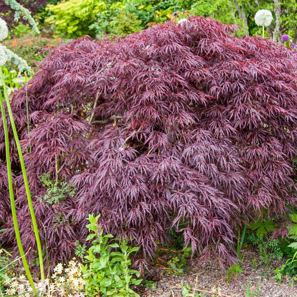 Spring Hill Nurseries Crimson Queen Japanese Maple Potted Ornamental Tree (1-Pack) 96255
