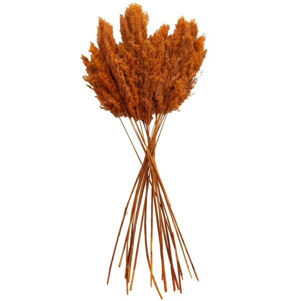 Orange Dried Plant Pampas Home Decor Natural Foliage with Long Stems