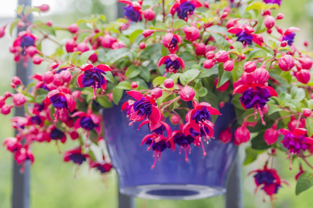 Better Homes and Gardens 1 Quart Fuchsia Color Pink Live Plants Annual (4 Count Pack)