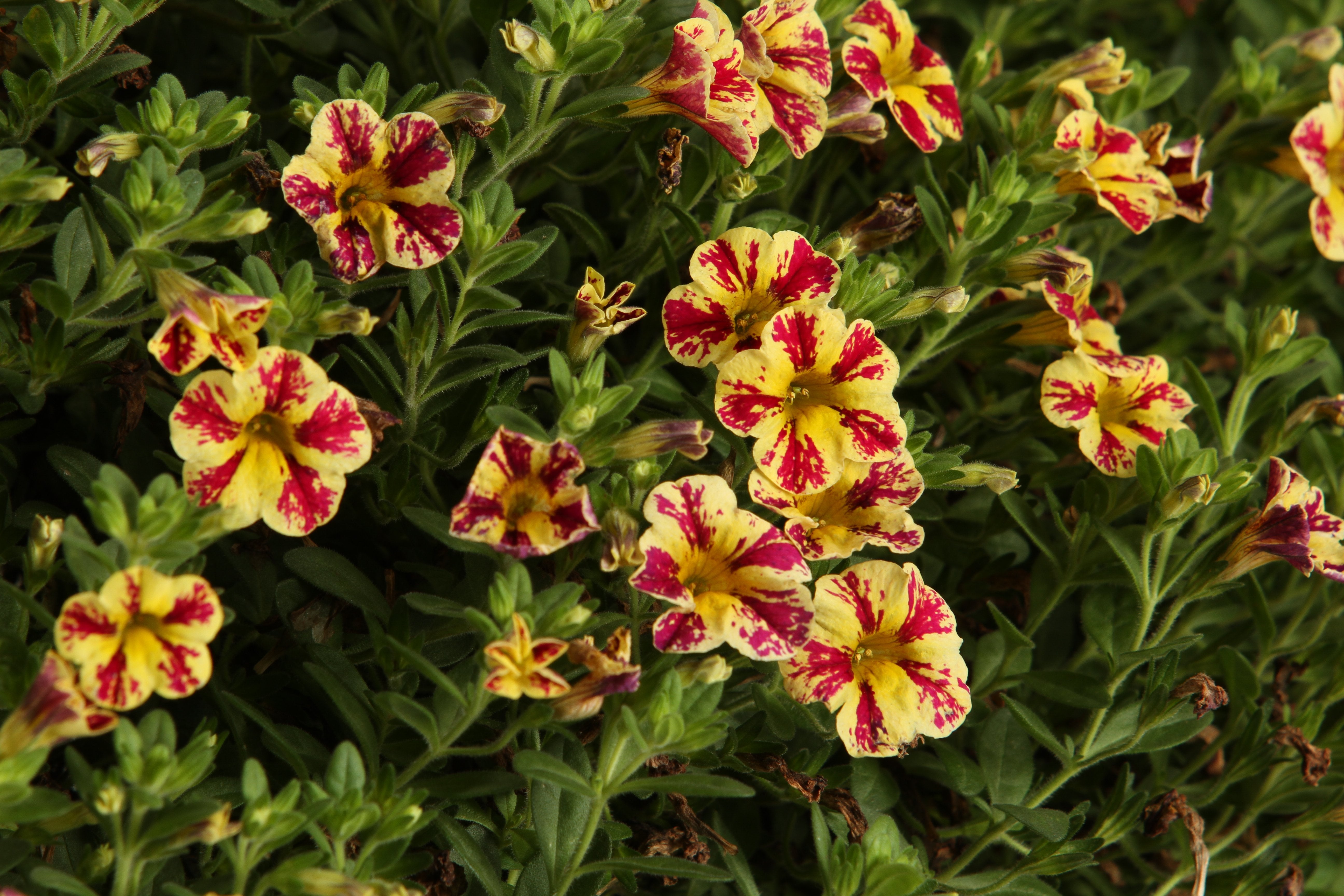 4.25 in. Eco+Grande， Superbells Holy Moly! (Calibrachoa) Live Plant， Mottled Yellow and Pink Flowers 4-Pack