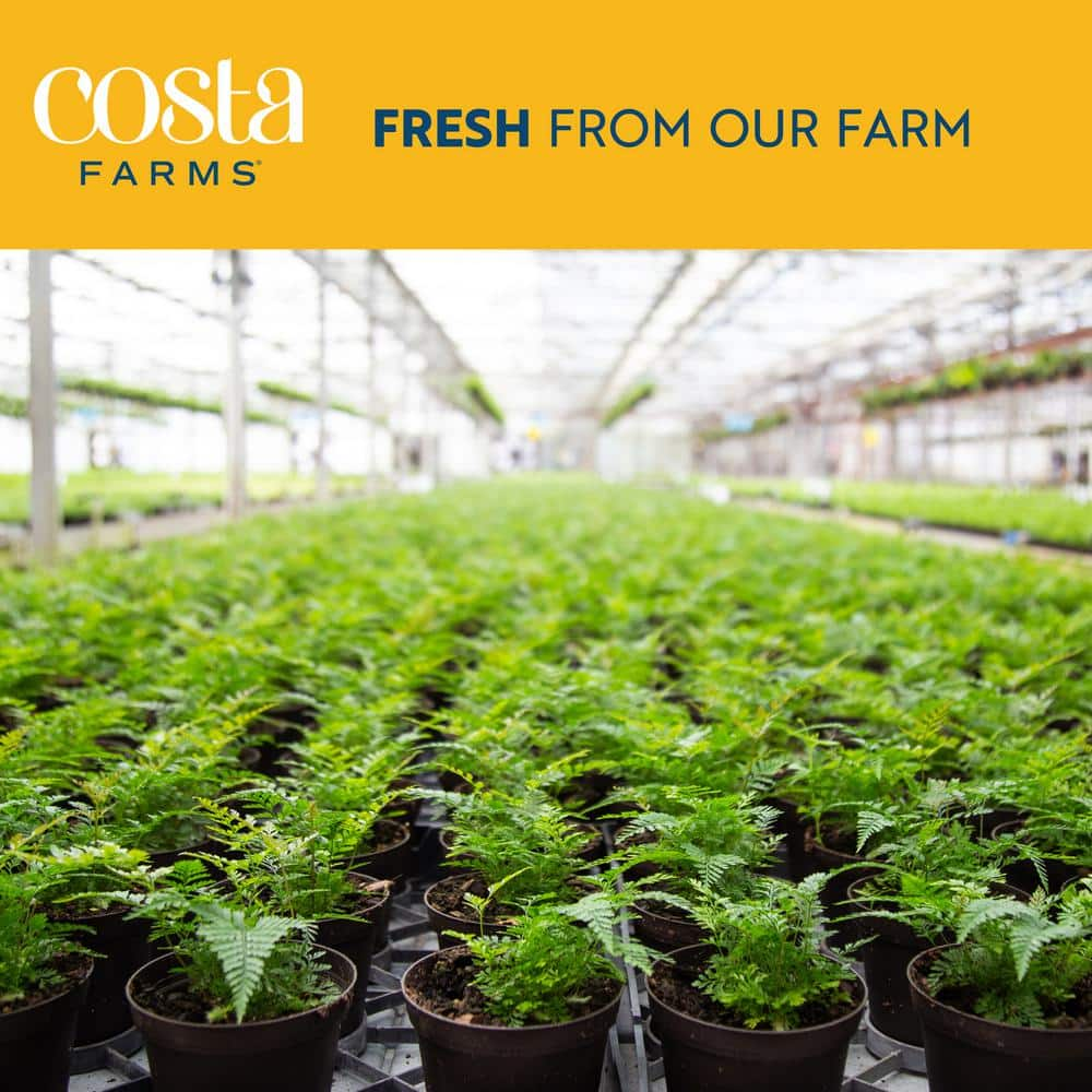 Costa Farms 10 in. Fiddle Leaf Fig Indoor Plant in White Planter Avg. Shipping Height 2-3 ft. Tall CO.FLI10.3.SGWHT