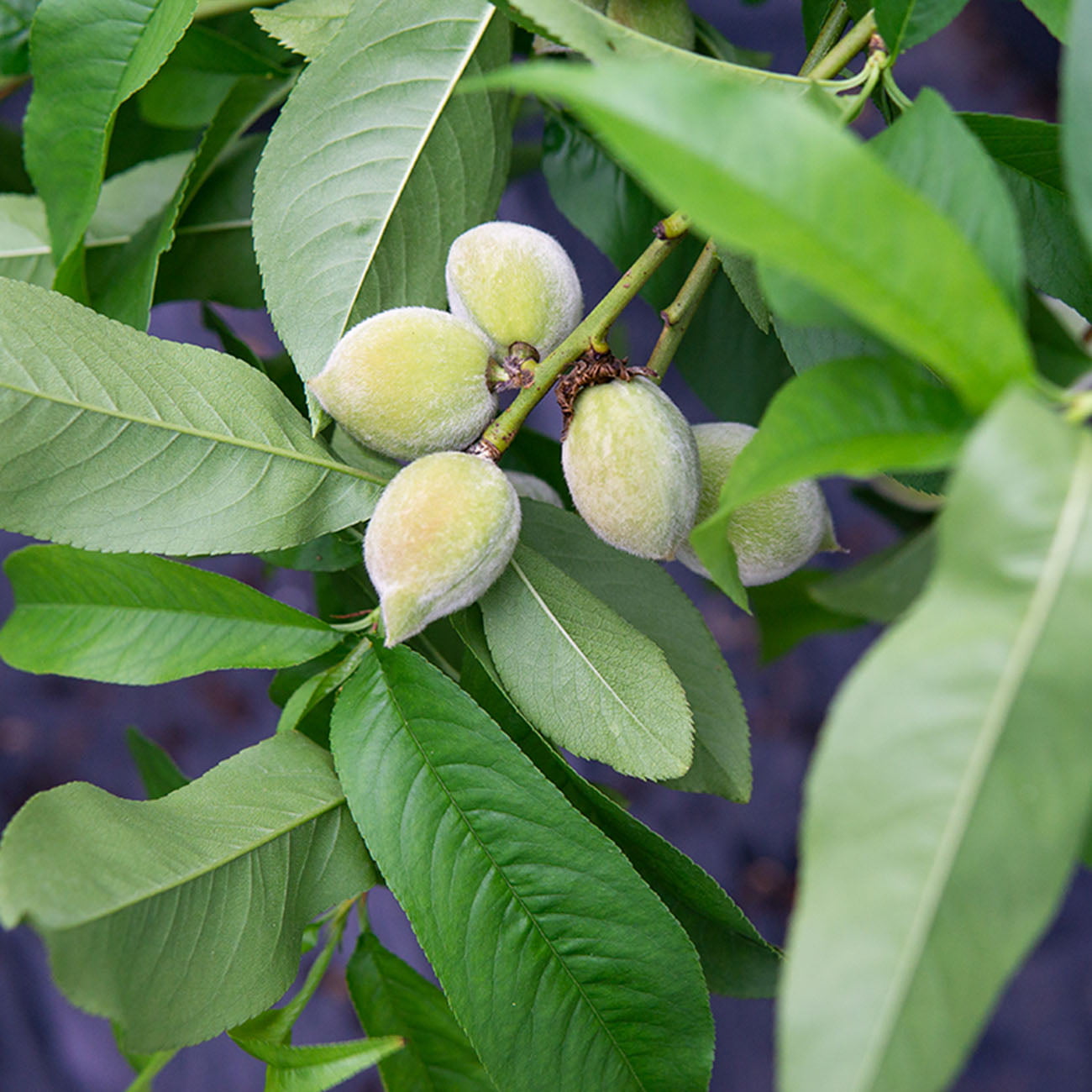 4-5ft. Flordacrest Peach Tree - Heavy Producer - Sweet Fruit