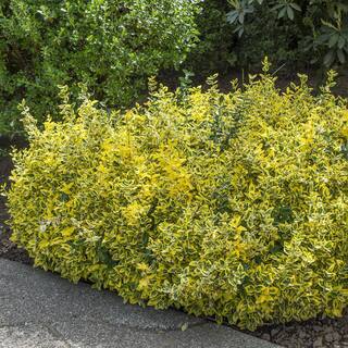 Spring Hill Nurseries 2.50 Qt. Pot Emerald and Gold Euonymus Live Broadleaf Evergreen Groundcover Shrub (1-Pack) 88700