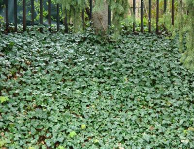 Classy Groundcovers - Baltic Ivy  {50 Bare Root Plants}