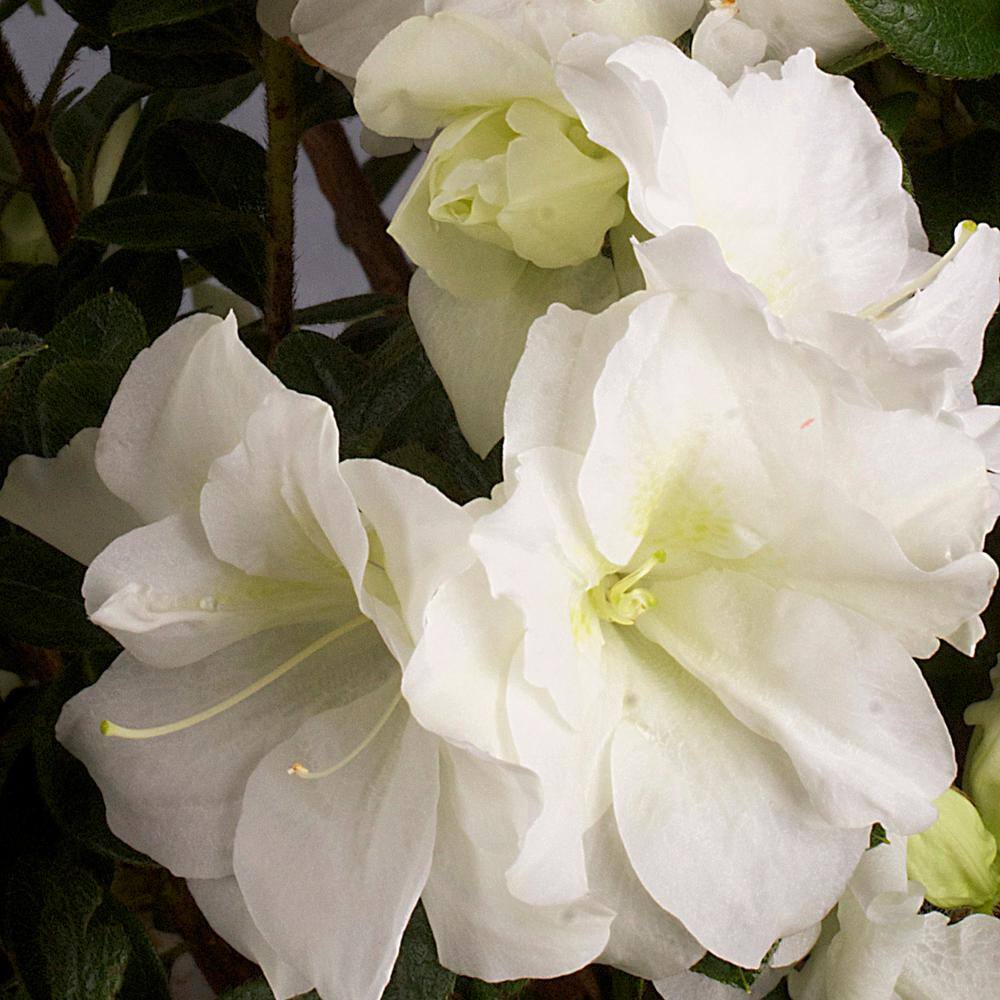 ENCORE AZALEA 2 Gal. Autumn Moonlight Shrub with White Flowers 14796