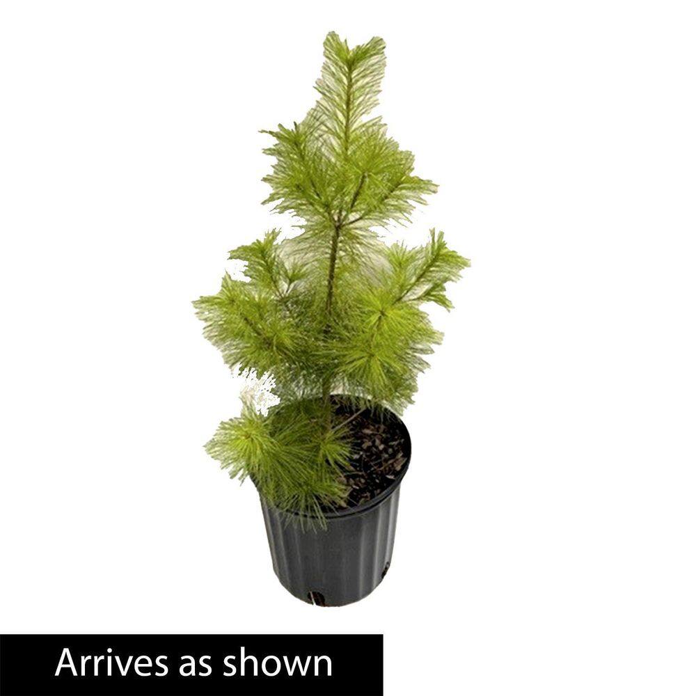 Spring Hill Nurseries 2.25 Gal. Pot Eastern White Pine (Pinus) Live Evergreen 88734