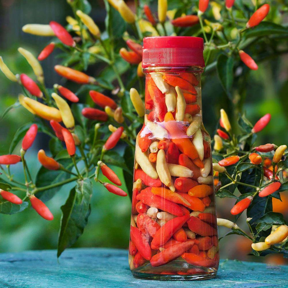 Bonnie Plants 19 oz. Tobasco Hot Pepper Plant 1003800769
