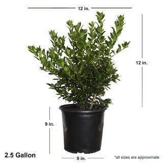 FLOWERWOOD 2.5 Gal - Dwarf Burford Holly(Ilex) Live Evergreen Shrub Glossy Foliage with a Single Spine 30653FL