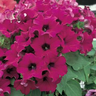 10 in. Blue and Purple Petunia Plant (12-Pack) 8335