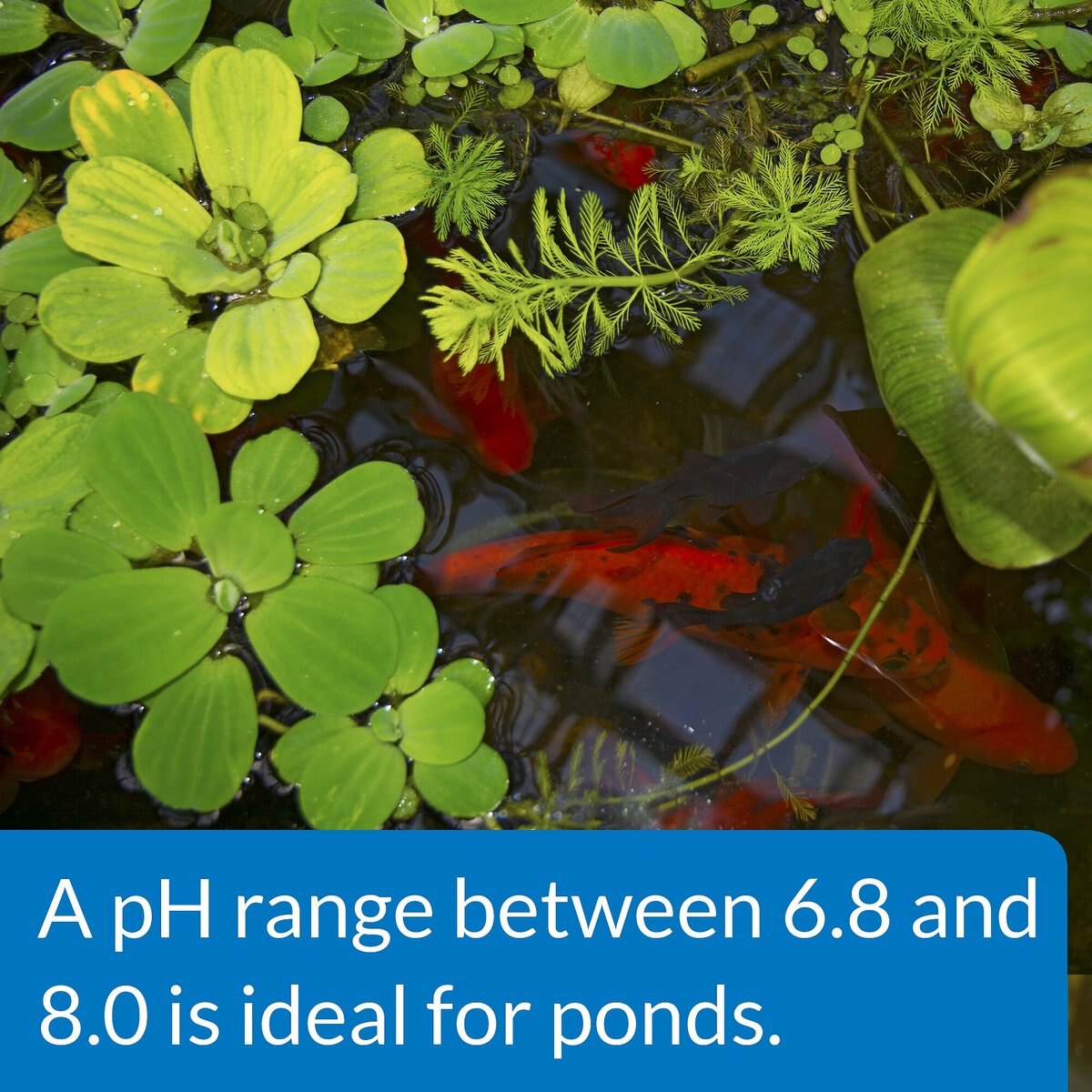 API Pond pH Up Pond Water pH Raising Solution