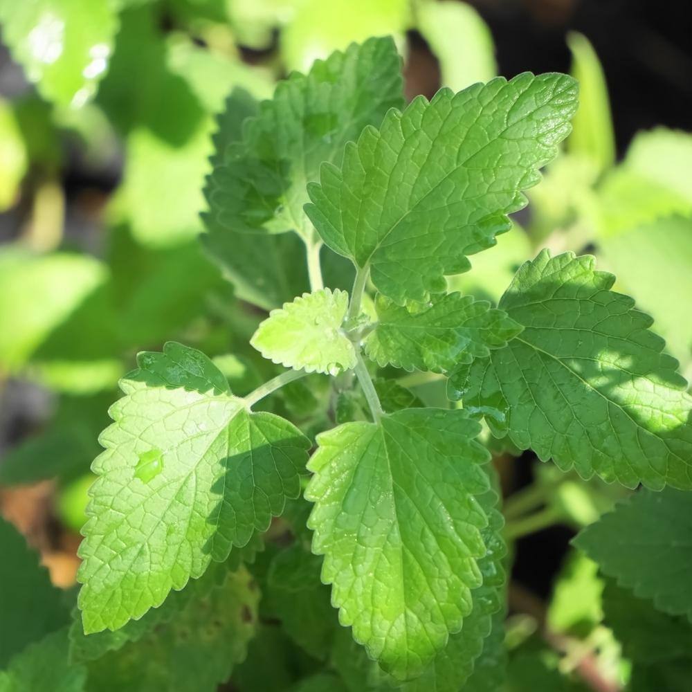 Bonnie Plants 19 oz. Catnip Herb Plant (2-Pack) 202009