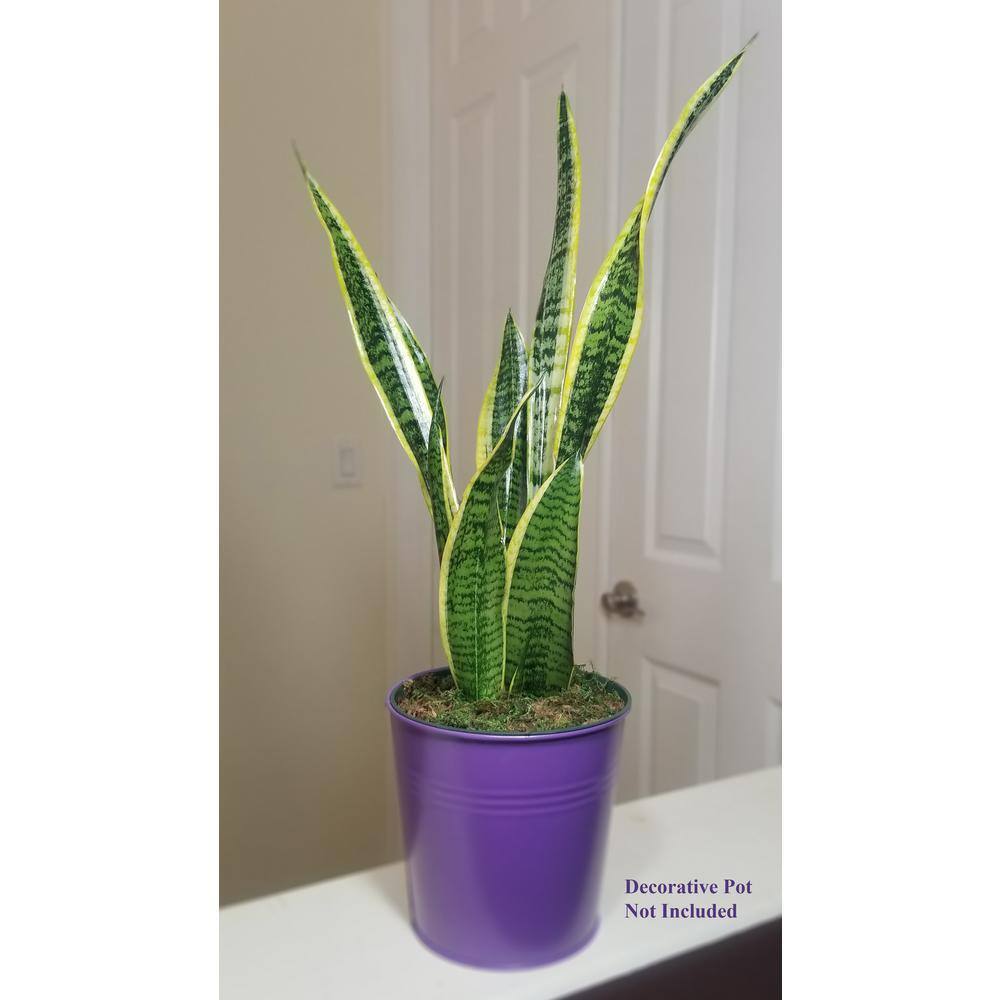 Sansevieria Snake Plant in 6 in. Growers Pot SanYel006