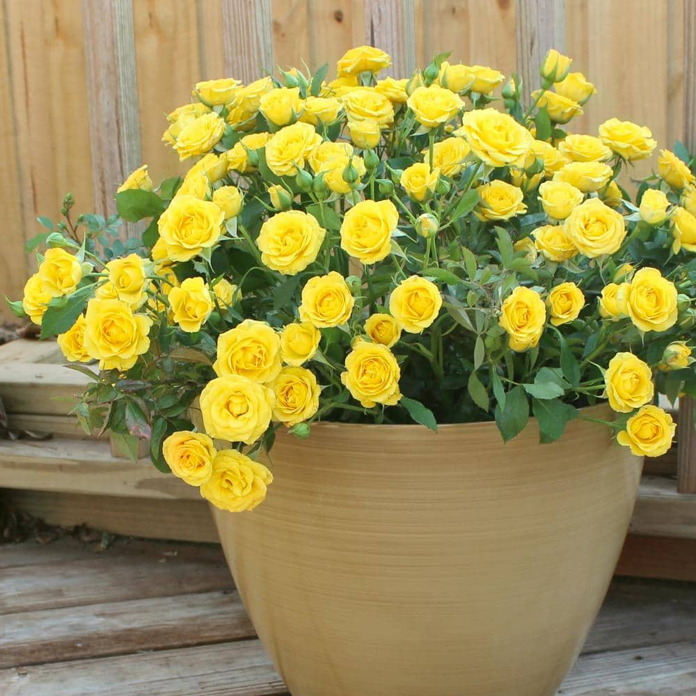 national PLANT NETWORK 4 in. Rise and Shine Mini Roses with Yellow Flowers (3-Piece) HD1070