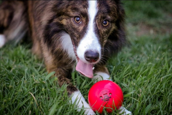 Pet Qwerks Animal Sounds Babble Ball Dog Toy， Small