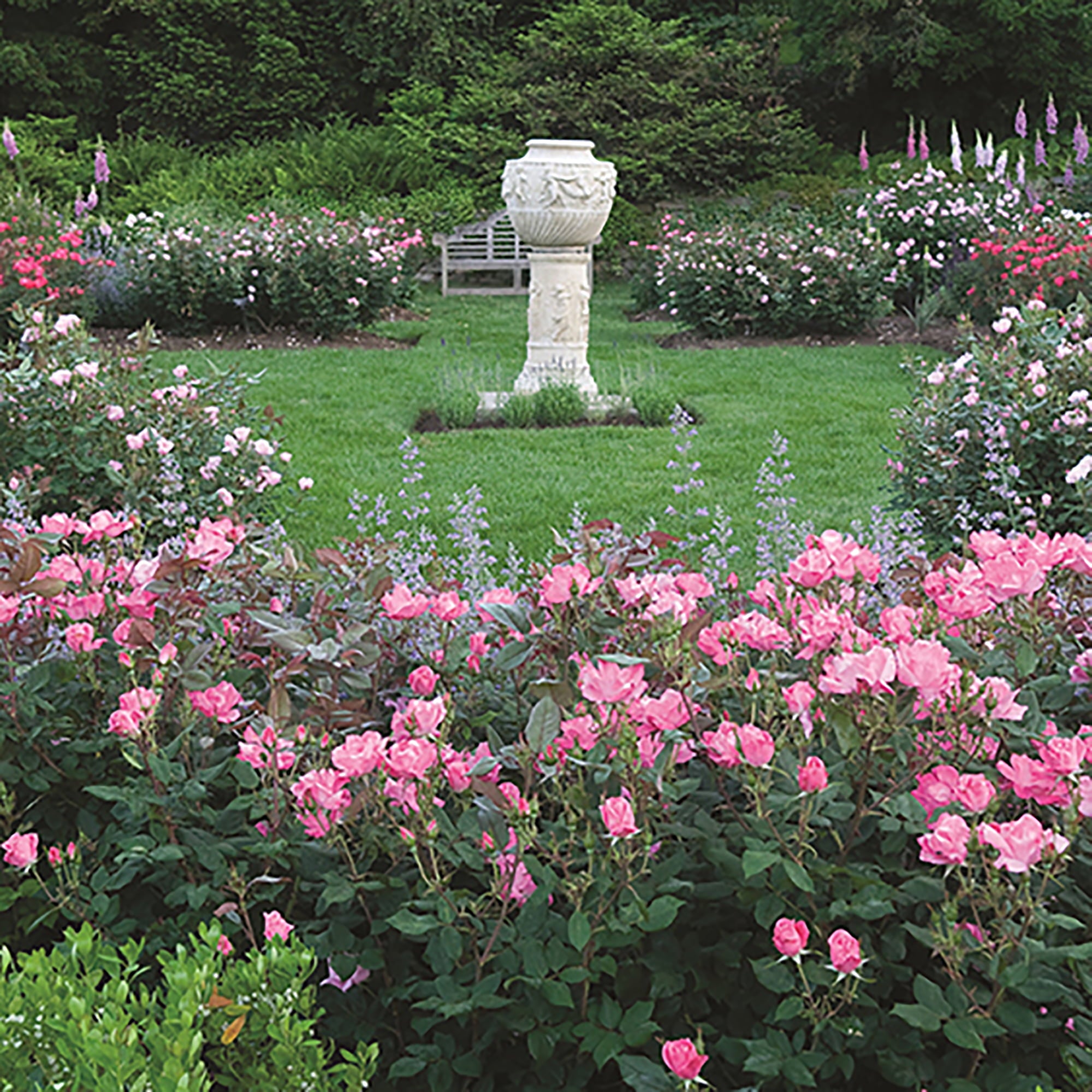 The Pink Double Knock Out® Rose Live Plant with Bright Pink Blooms (1 Gallon)