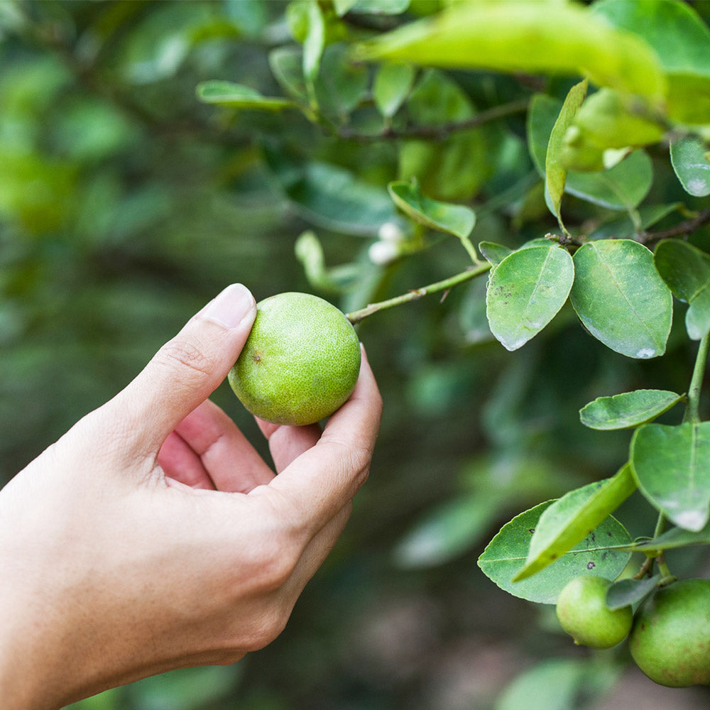 Key Lime Tree