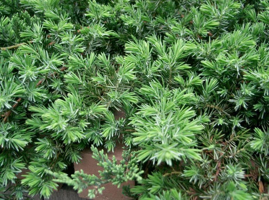 Classy Groundcovers - Blue Pacific Shore Juniper  {25 Pots - 3 1/2 inch Square}