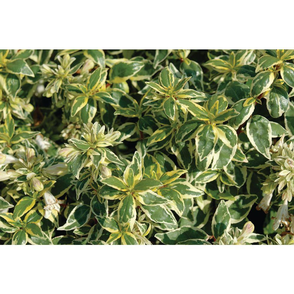 Vigoro 3G Radiance Abelia Plant with Cream-Edged Bright Green Leaves That Blooms with Masses of Fragrant White Flowers 10011