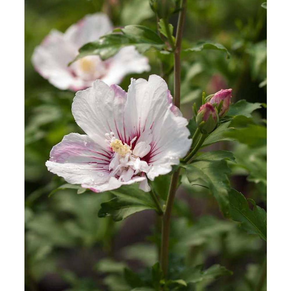 national PLANT NETWORK 2 Gal. Hibiscus Fiji Tree with White Blooms (1-Plant) HD1341