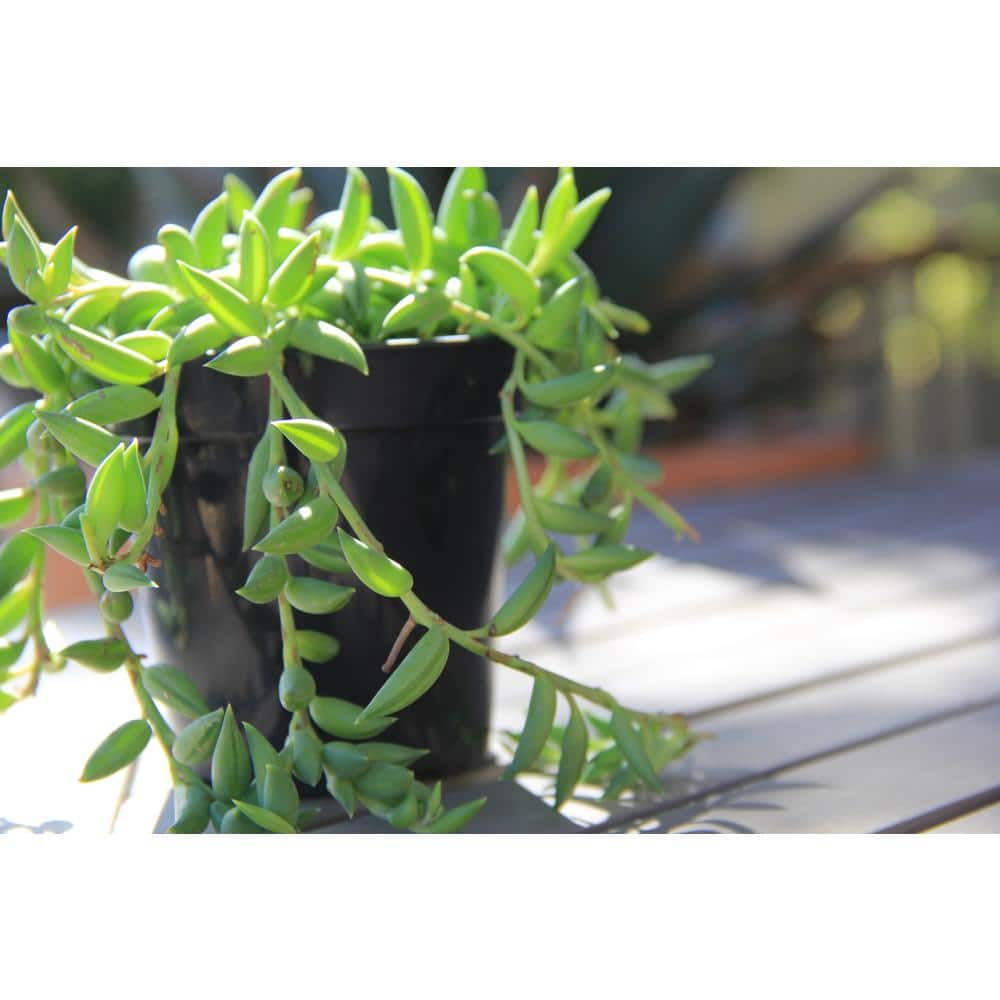 SMART PLANET 6 in. Assorted Bananas Senecio Radican Hanging Basket Plant 0881002