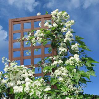 Outdoor Essentials Heirloom 72 in Walnut‐Tone Square Lattice Trellis 490381