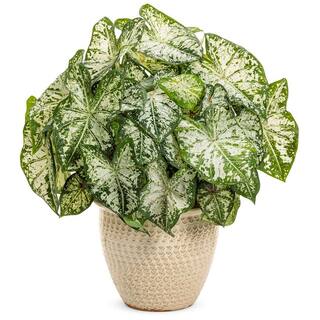 PROVEN WINNERS 1 qt. Caladium 'Snow Flurry' Annual Live Plant White and Green Foliage (4-Pack) PWCDM1SFW4PK