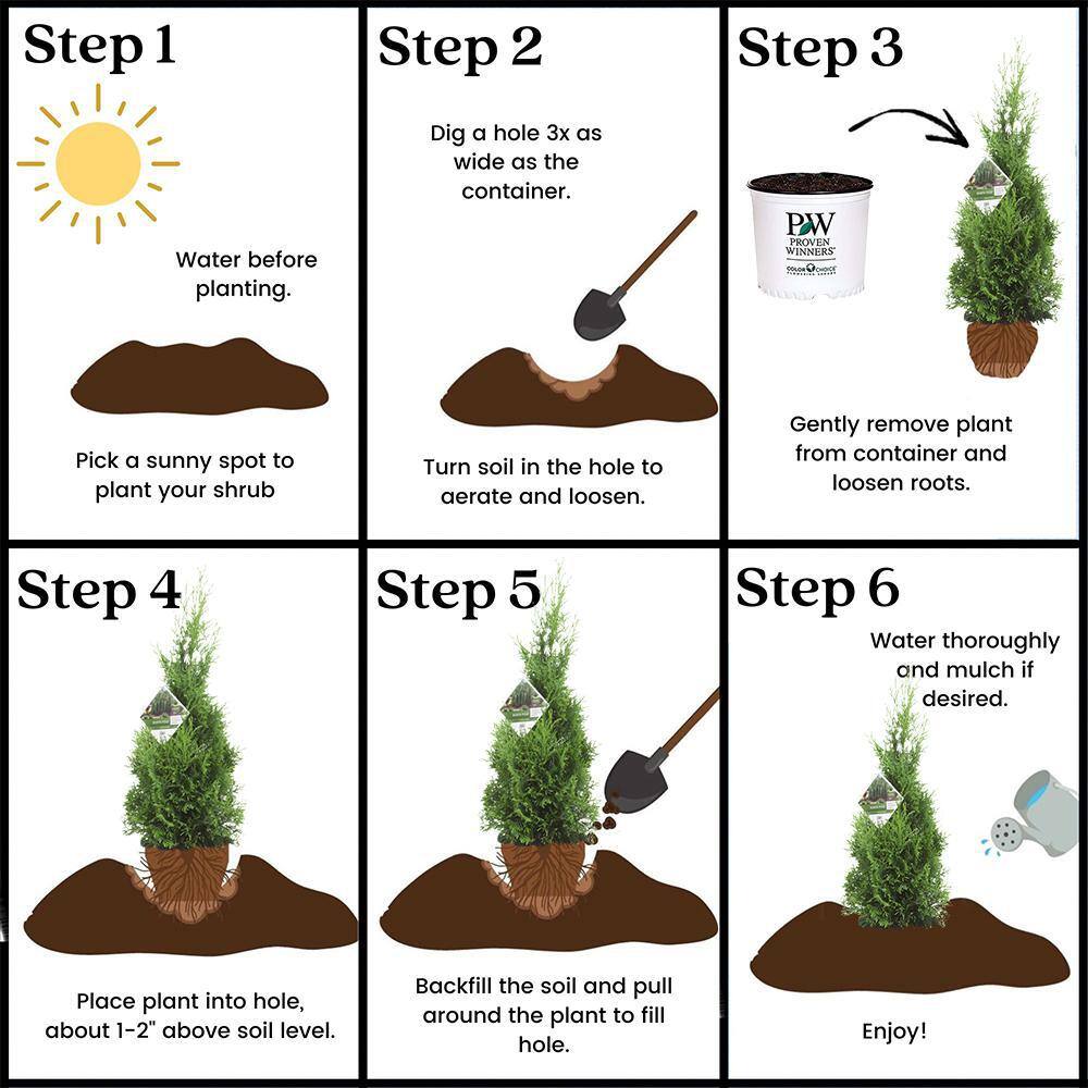 PROVEN WINNERS 2 Gal. Arborvitae North Pole Evergreen Shrub 17541