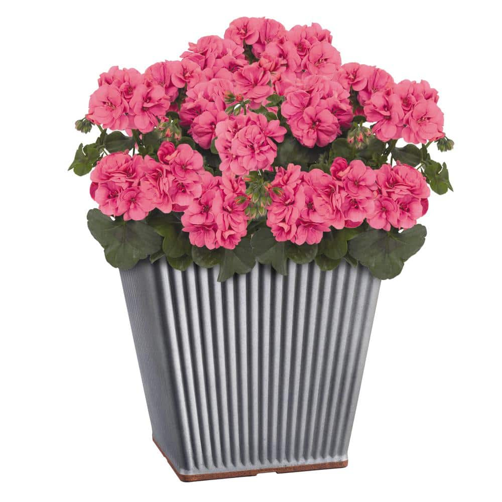 Classic Home and Garden Spokane 14 in. Galvanized Resin Square Planter with Copper Rim 5114-588R