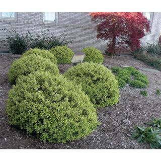 Vigoro 3G Radiance Abelia Plant with Cream-Edged Bright Green Leaves That Blooms with Masses of Fragrant White Flowers 10011
