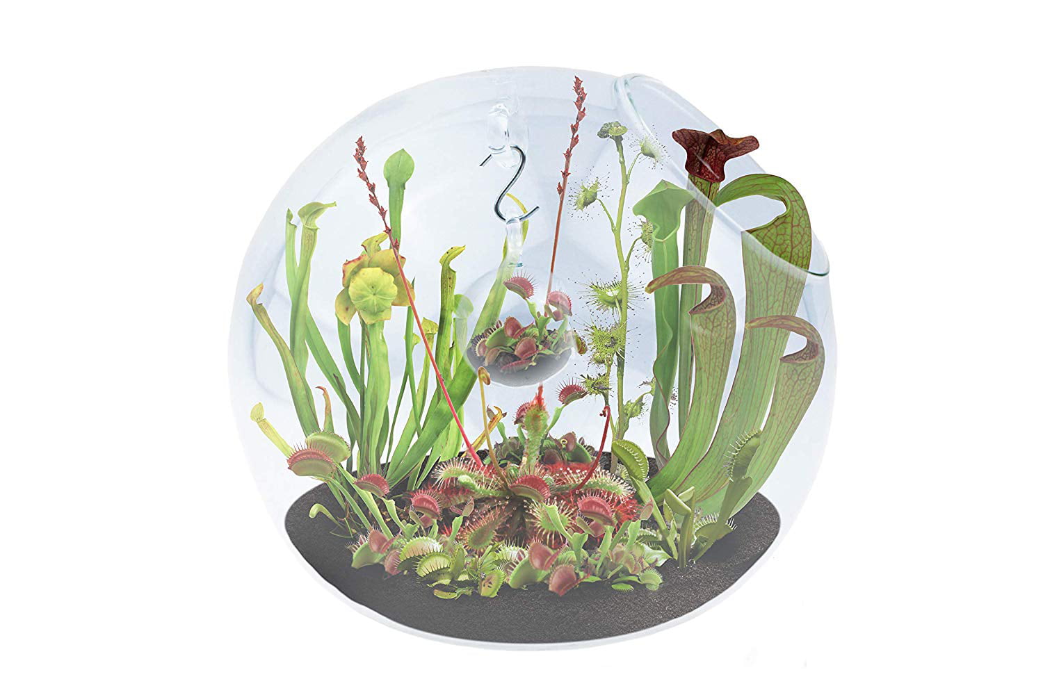 Silver Circle Products Terrarium in a Terrarium-Carnivorous Creatures | Collection of Fly-Eating Plants