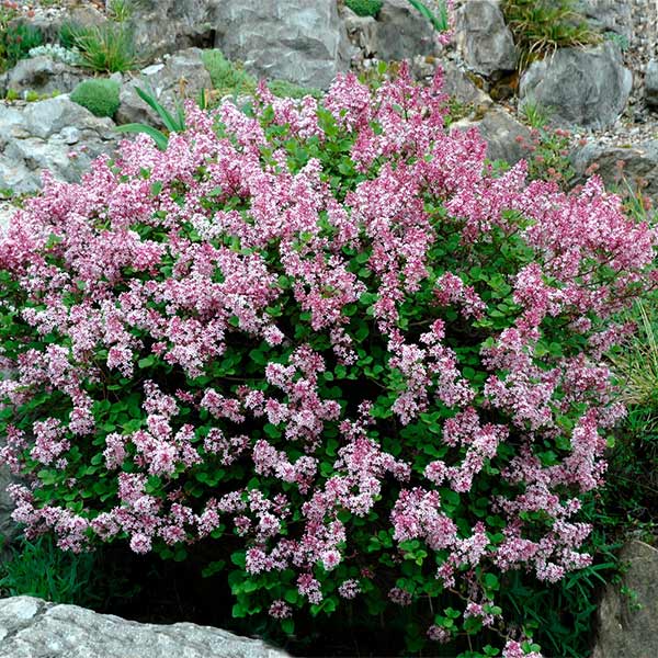 Dwarf Korean Lilac Shrub