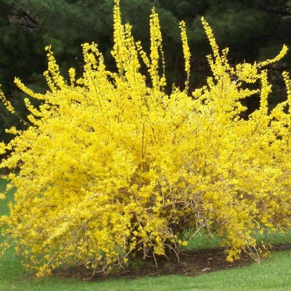 Forsythia Spring Glory