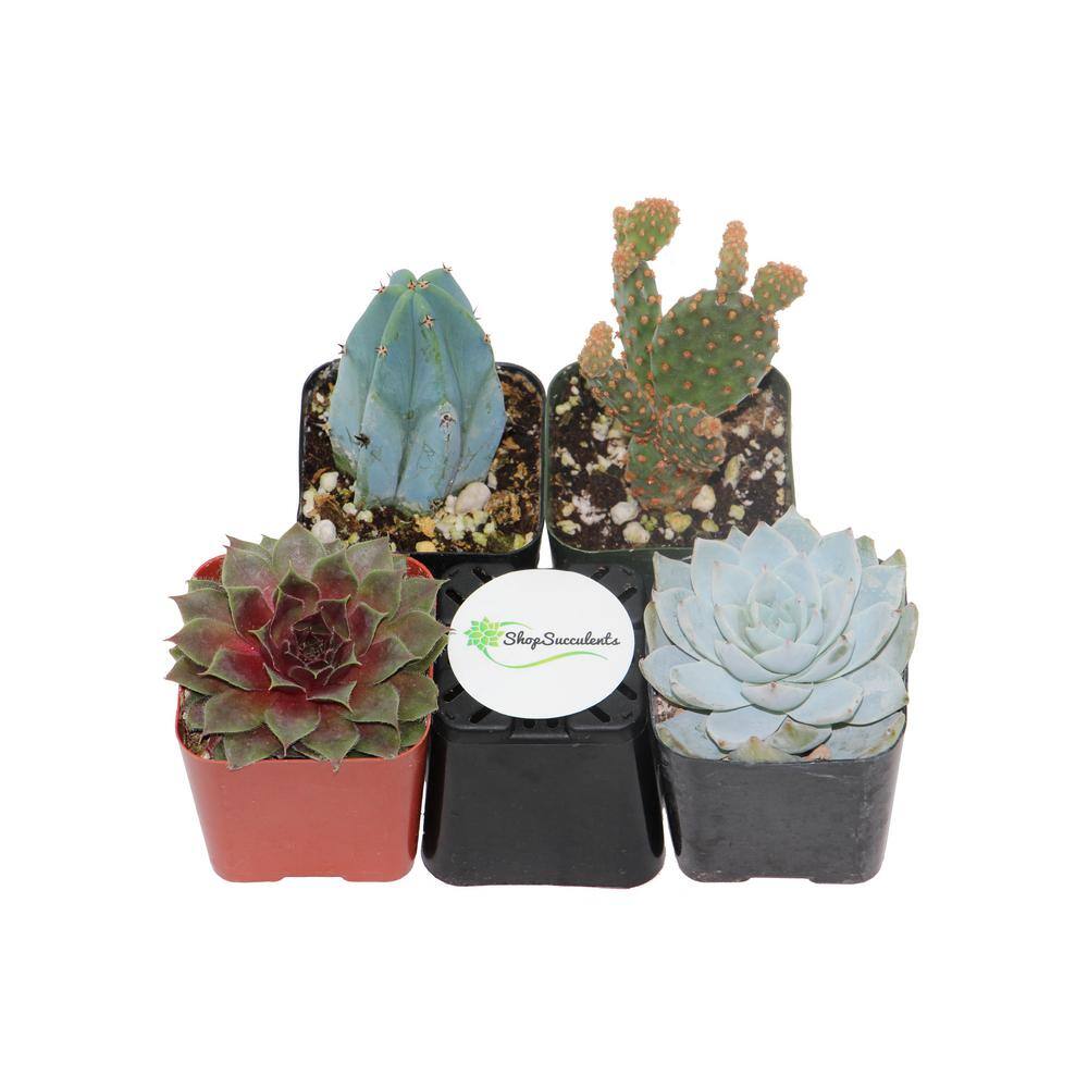 Shop Succulents 2 in. Cactus and Succulent (Collection of 4) CS4