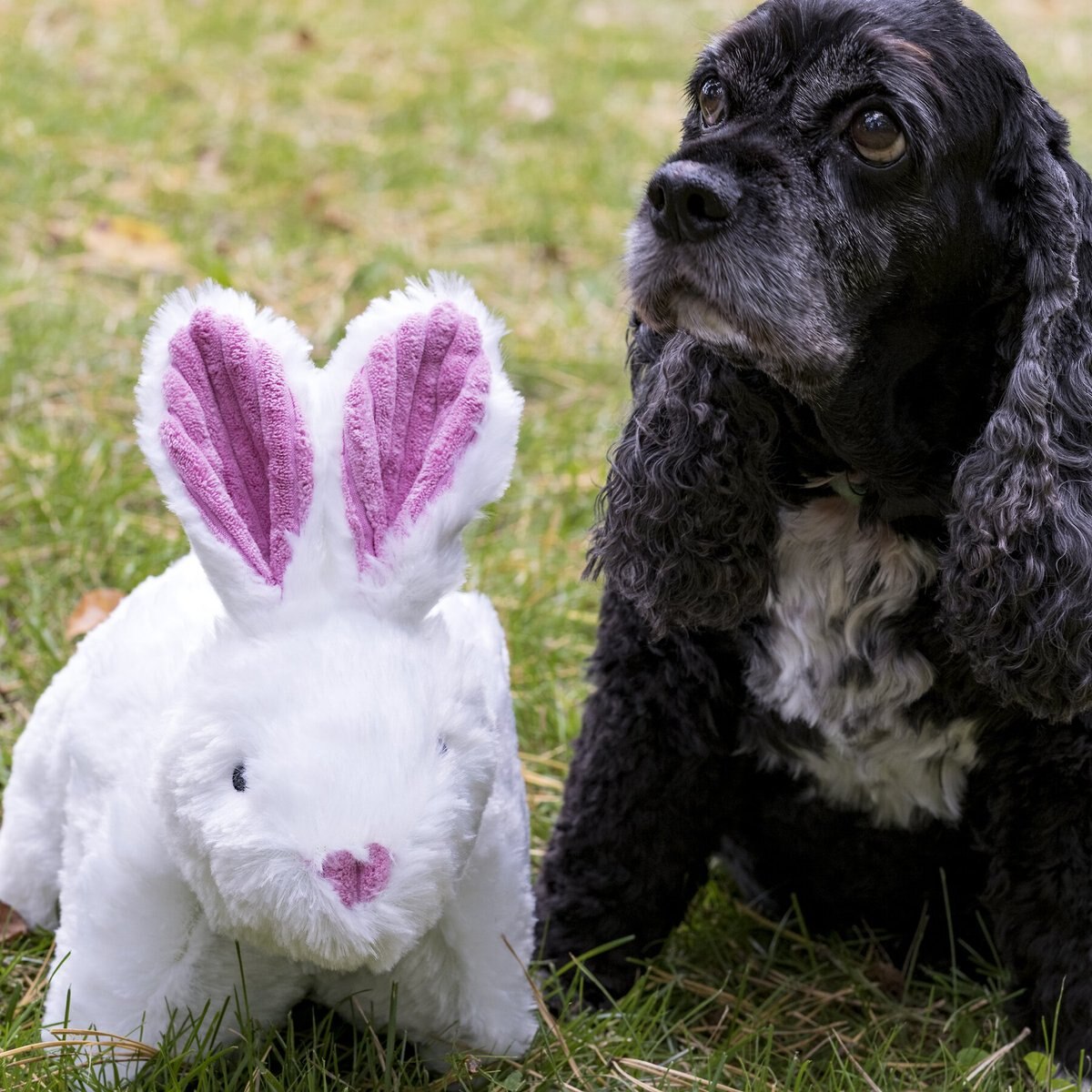 HuggleHounds Squooshies Bunny Durable Plush Squeaky Dog Toy