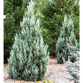 3.58 Gal. Moonglow Juniper Juniperus scopulorum 'Moonglow' Evergreen (1-Each) O496005