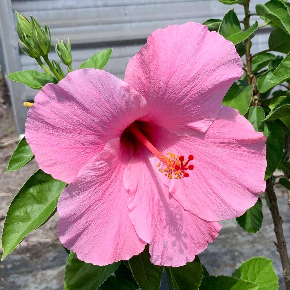 OnlinePlantCenter 3 Gal. Seminole Pink Tropical Hibiscus Flowering Shrub with Large Single Pink Flowers H949G3