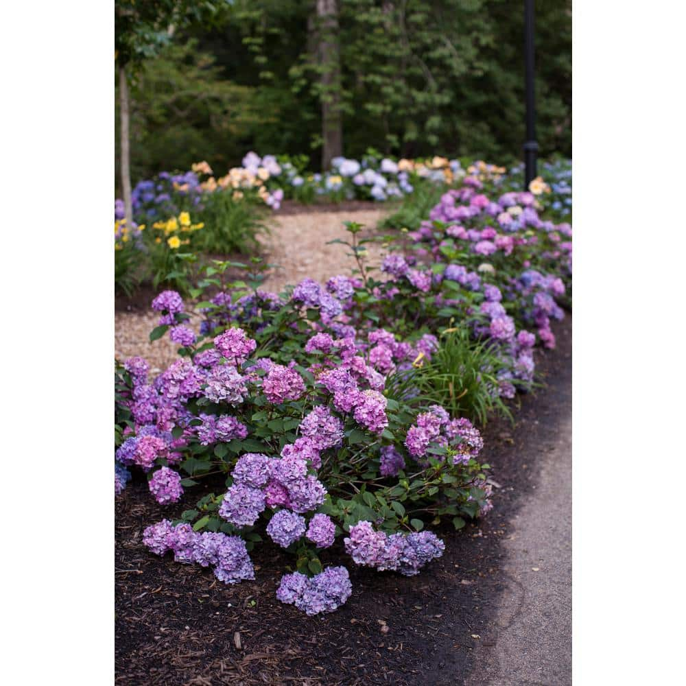 Endless Summer 3 Gal. BloomStruck Reblooming Hydrangea Flowering Shrub Blue or Purple Flowers HYDGA3MBS1PK