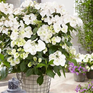 PROVEN WINNERS 2 Gal. Fairytrail Bride Hydrangea Shrub with White Blooms 17517