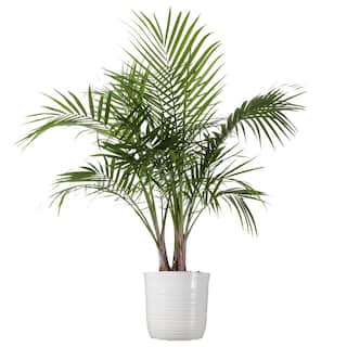 United Nursery Majesty Palm Live Indoor Outdoor Plant in 10 inch White Decor Pot 74509