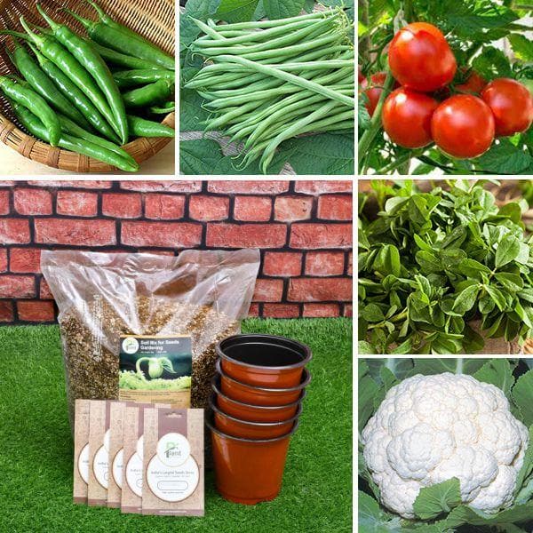 5 Best mix vegetable seeds (Desi) - Kitchen Garden Pack