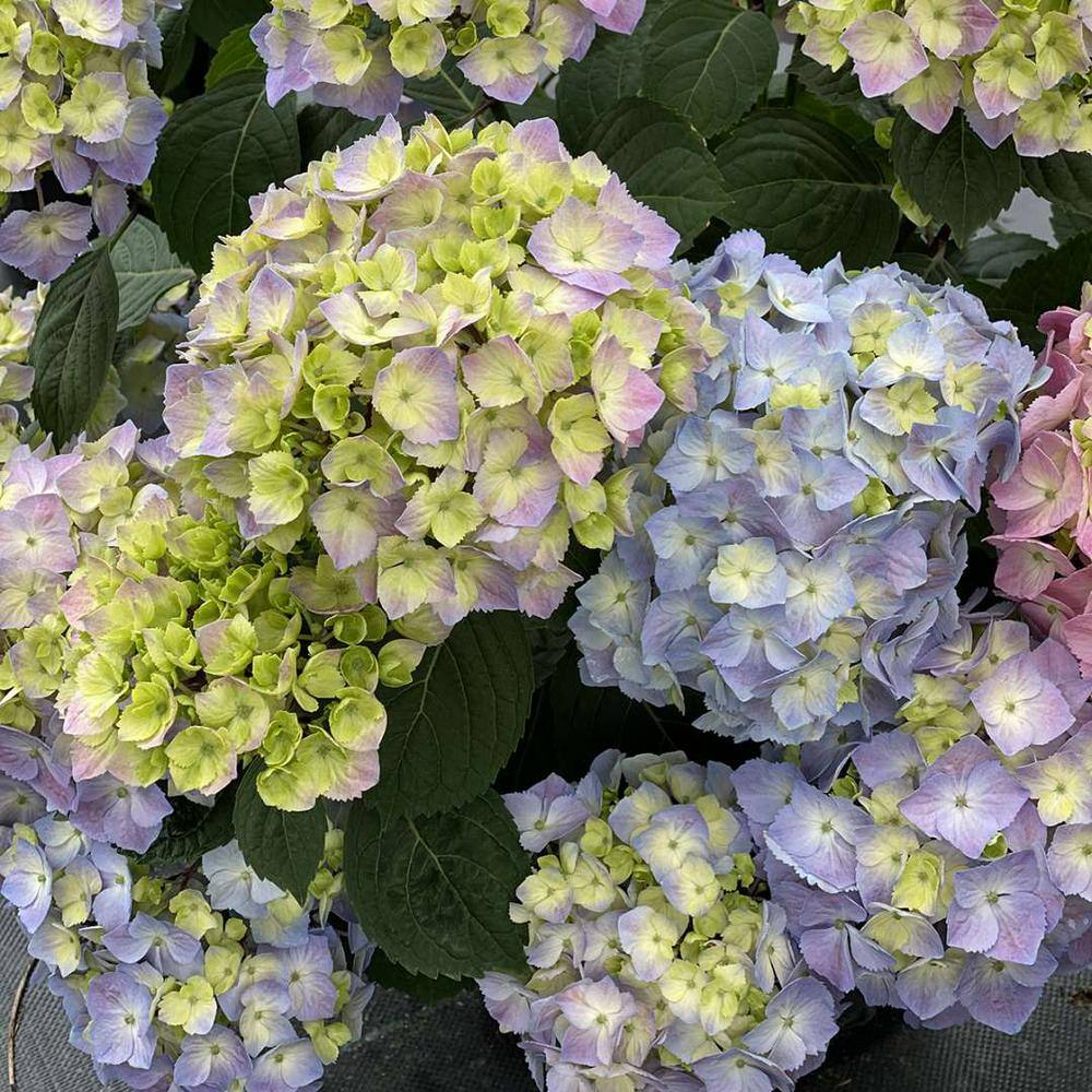 PROVEN WINNERS 1 Gal. Let's Dance Sky View Reblooming Hydrangea (Macrophylla) Live Plant Shrub Blue or Pink Flower HYDPRC2566101