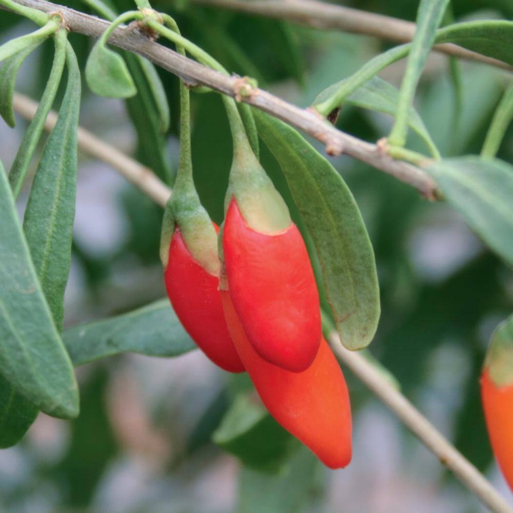 national PLANT NETWORK 3 gal. Goji Berry HD1842