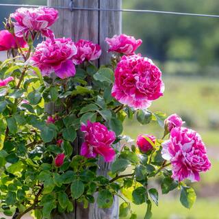 national PLANT NETWORK Bareroot Raspberry Twirl Climbing Rose (2-Piece) HD1402