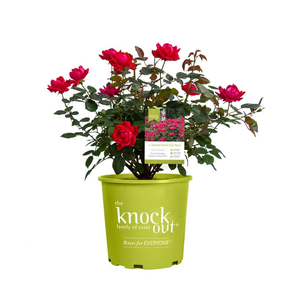 KNOCK OUT 1 Gal. Red Double Knock Out Live Rose Bush with Red Flowers 71371