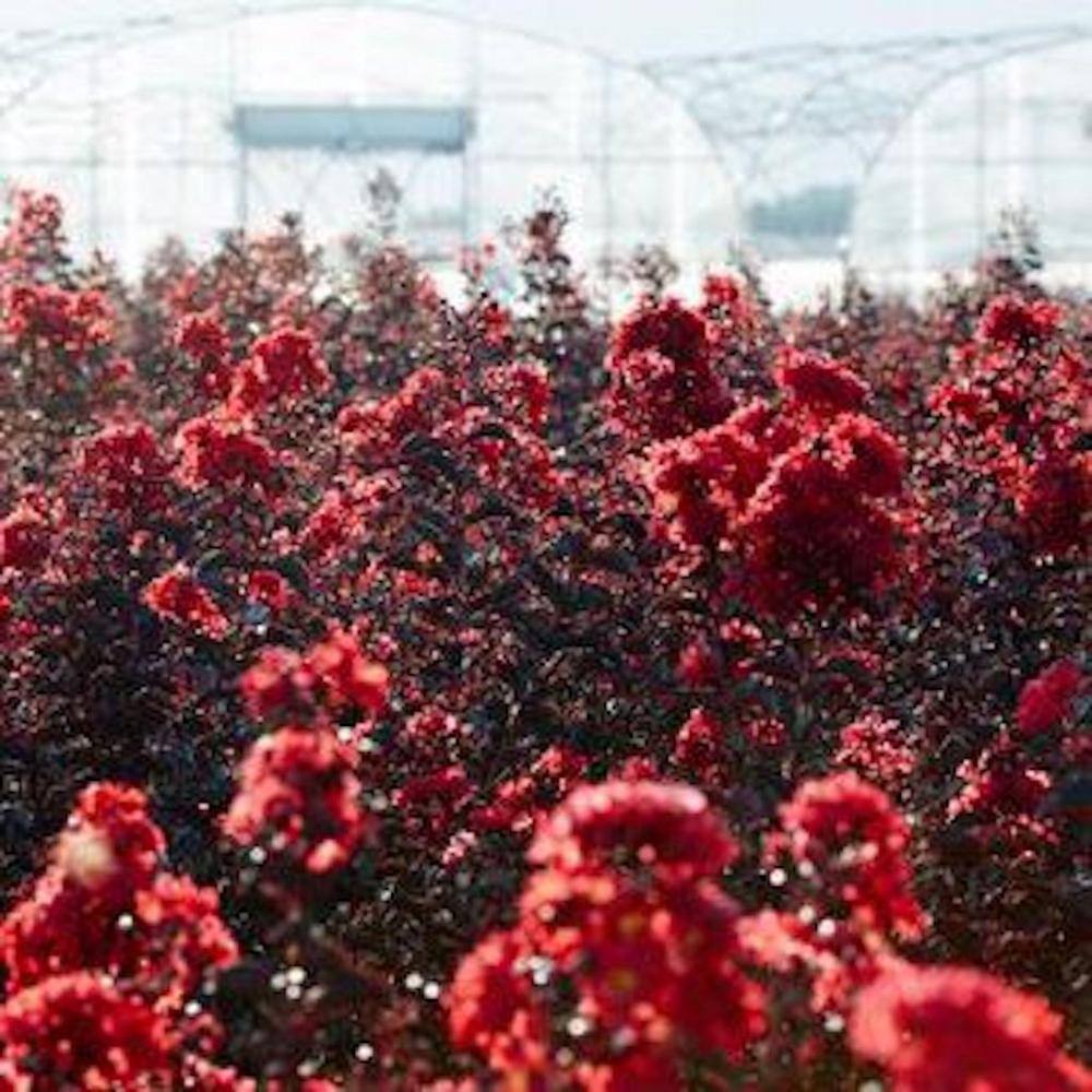 BLACK DIAMOND 2 Gal. Best Red Deciduous Crape Myrtle Tree 19054